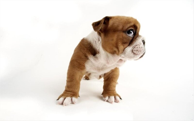 Brown and White Bulldog Puppy — Neutral, Photograph