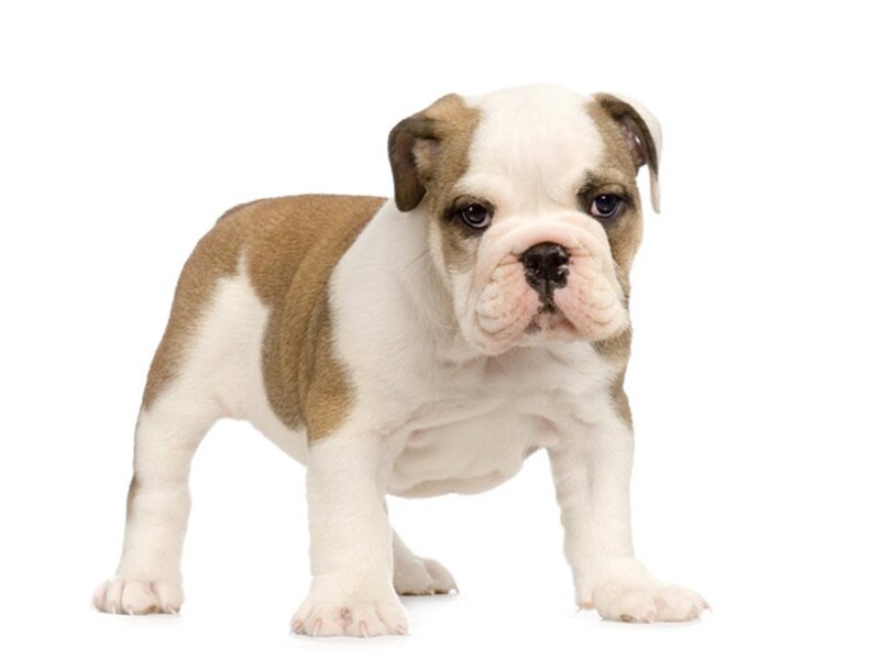 Brown and White Bulldog Puppy — Neutral