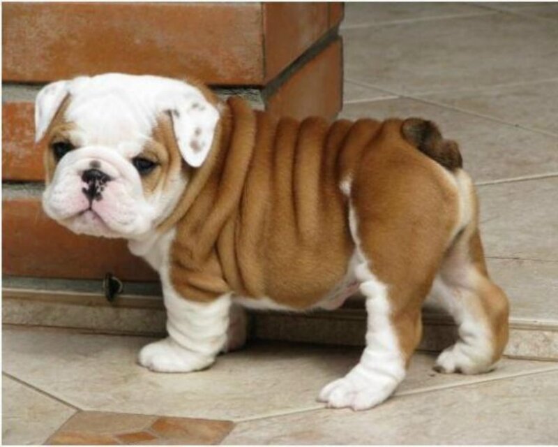 brown and white bulldog puppy