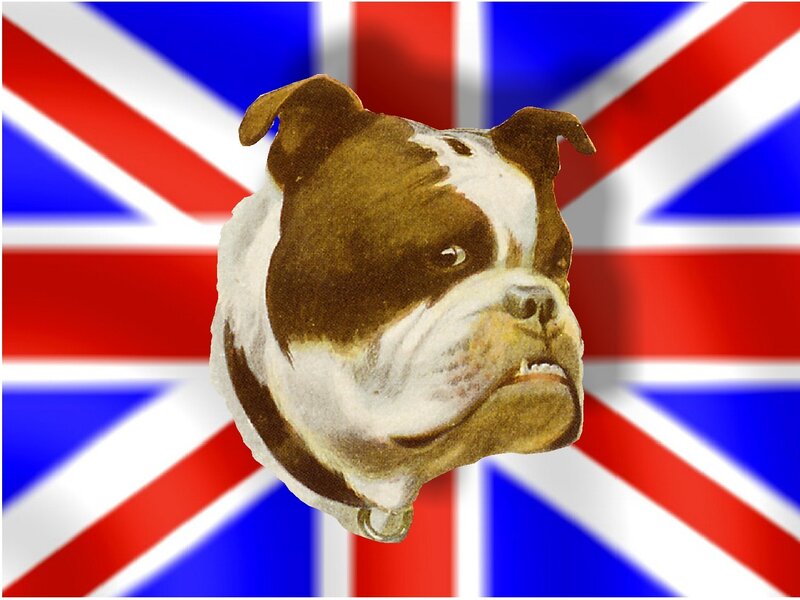 Brown and White Bulldog — Red