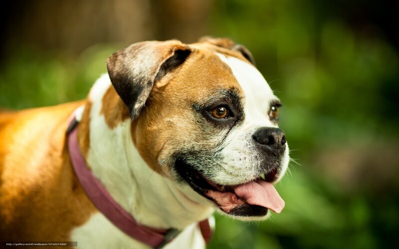 brown and white bulldog