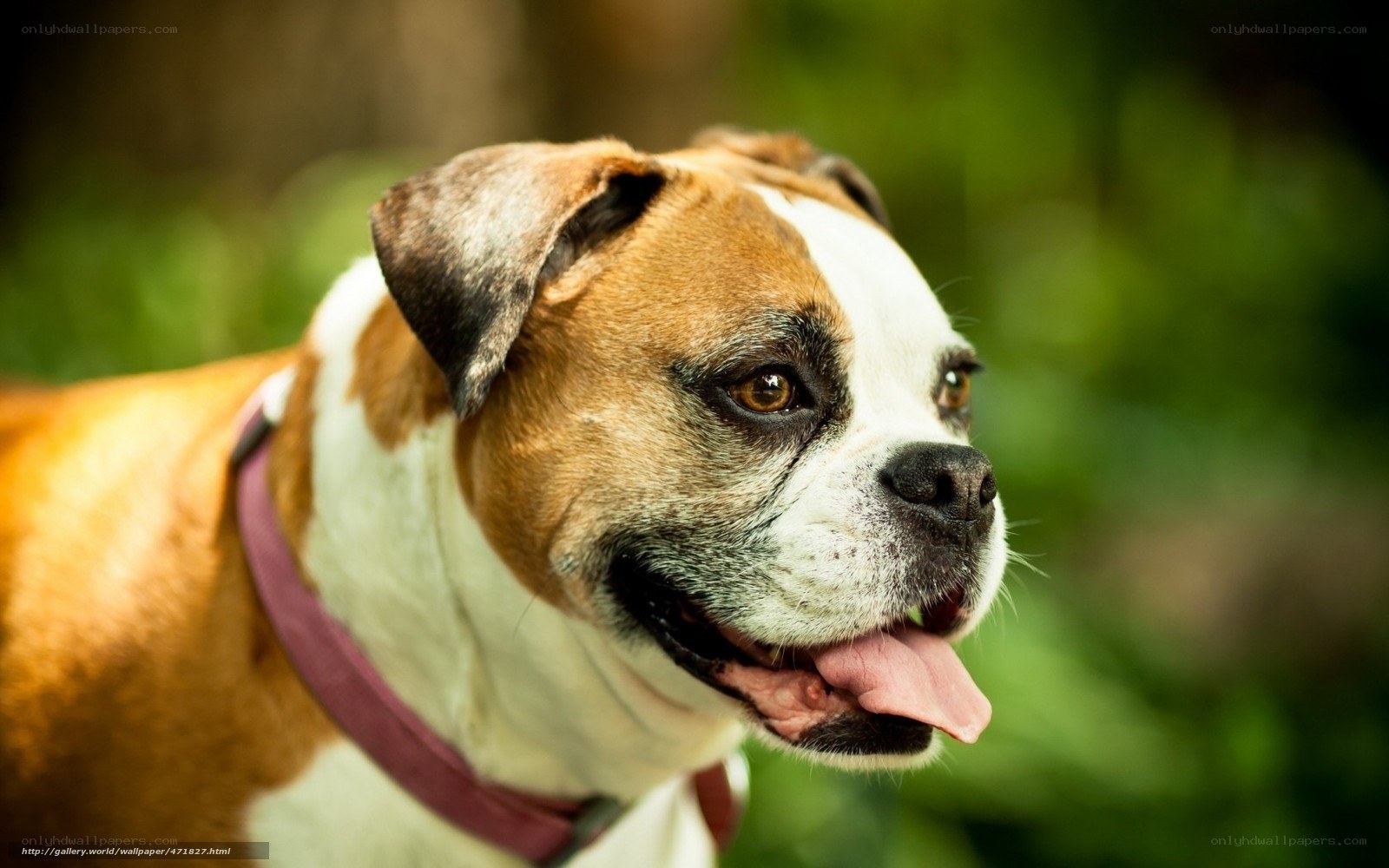 brown and white bulldog