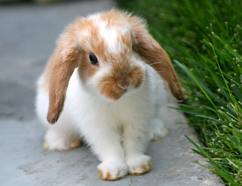 Brown and White Bunny — Calm, Afternoon
