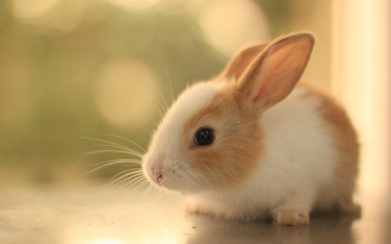 Brown and White Bunny — Calm, Morning