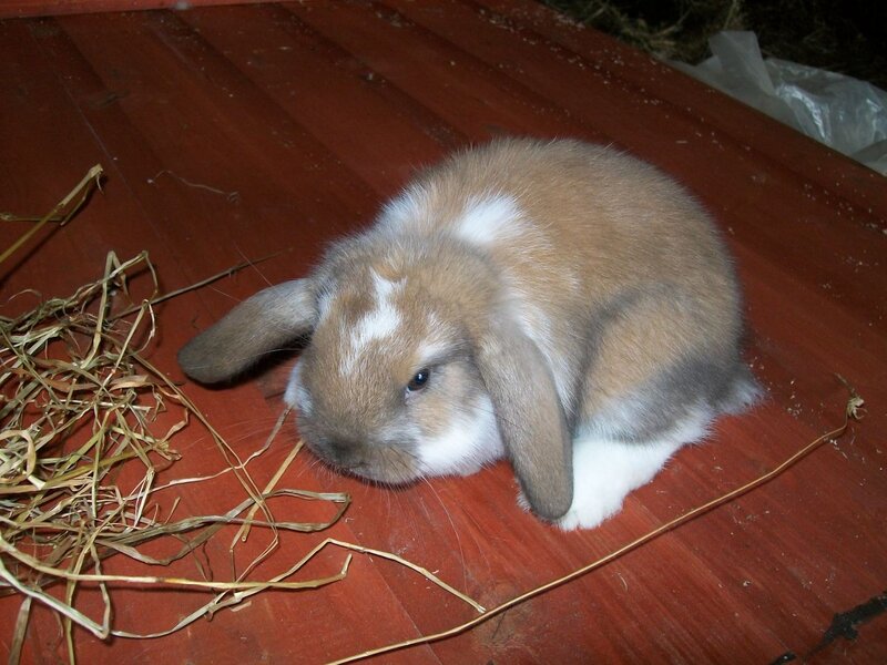 Brown and White Bunny — Calm, Photograph, Hay