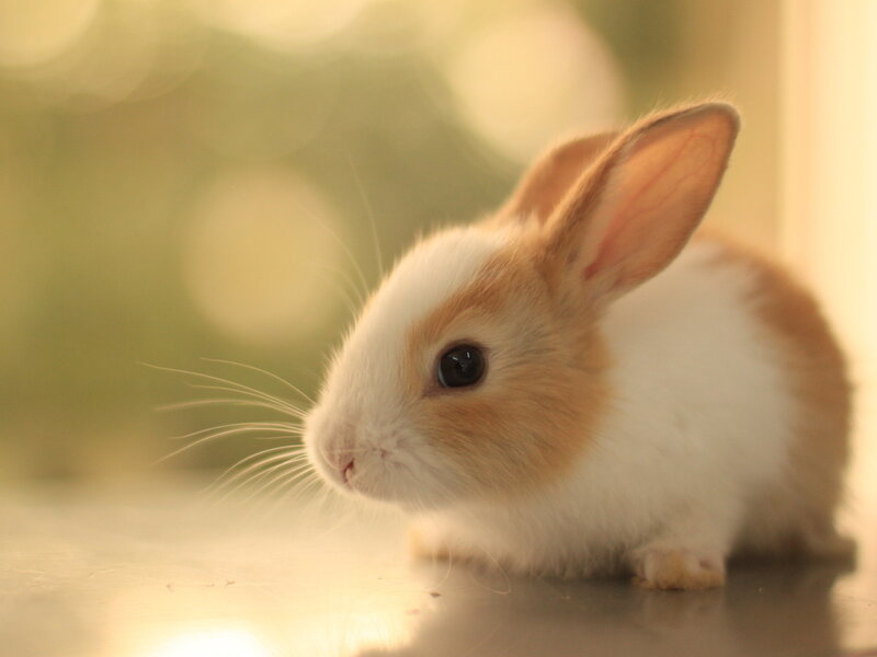 Brown and White Bunny — Calm, Photograph