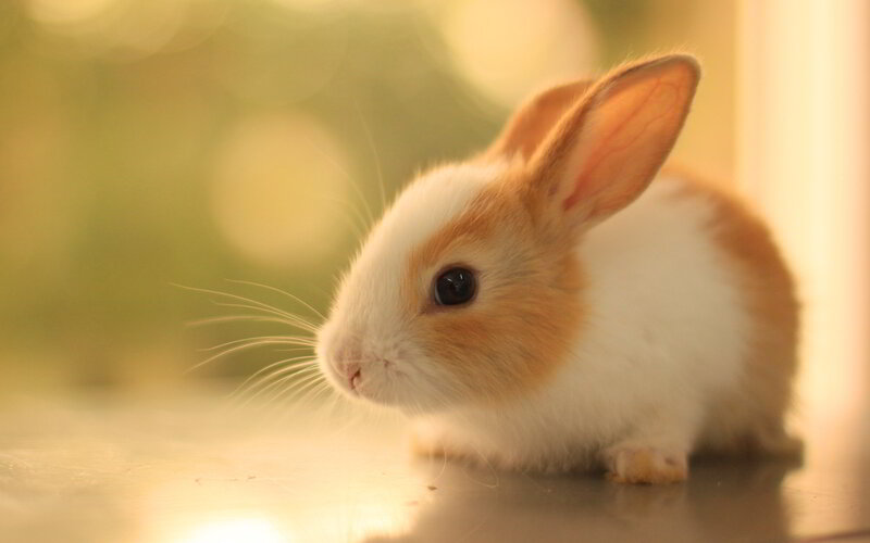 Brown and White Bunny — Calm, Sunset