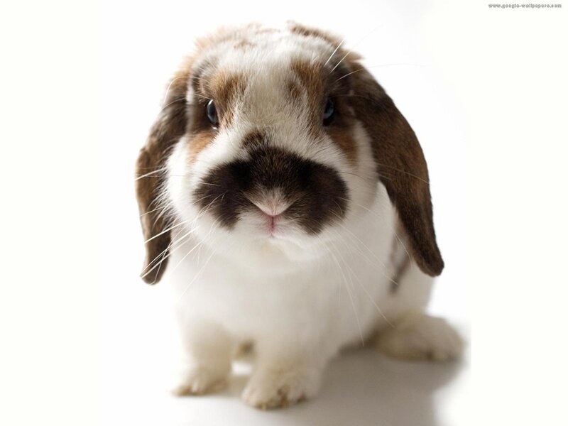 Brown and White Bunny — Calm