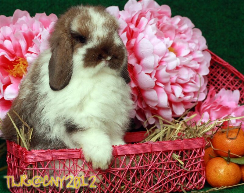 Brown and White Bunny — Pink