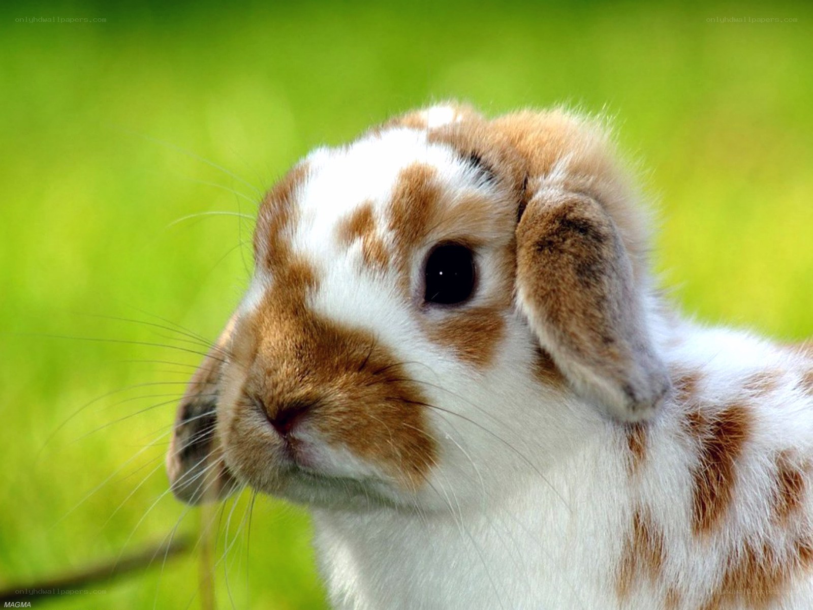 brown and white bunny rabbit