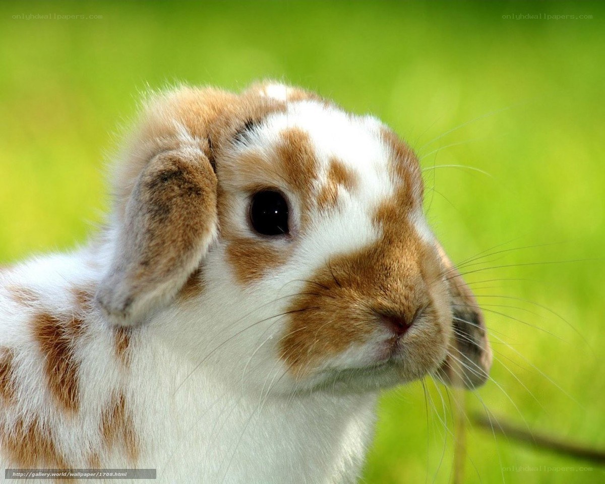brown and white bunny rabbit