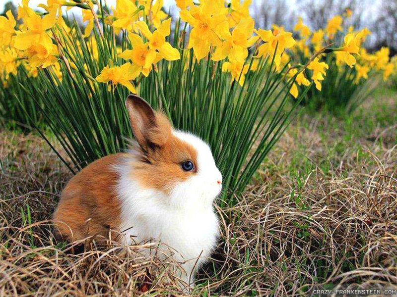 Brown and White Bunny — Yellow, Serene