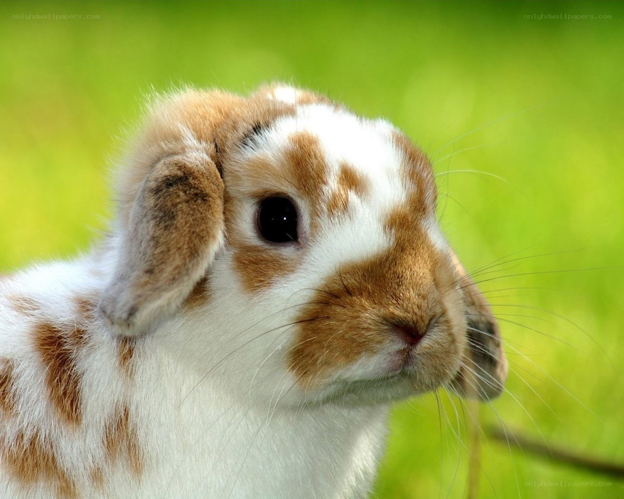 brown and white bunny