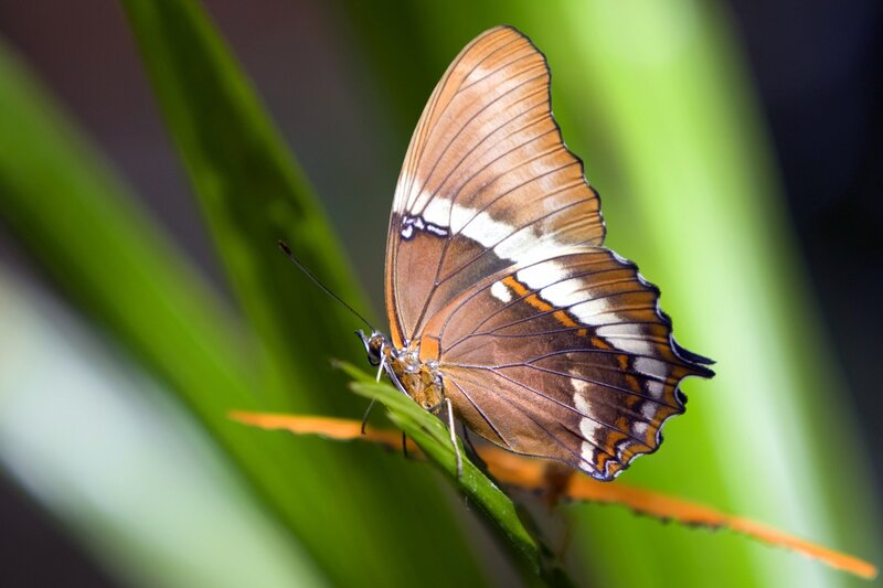 Brown and White Butterfly — Calm, Photograph