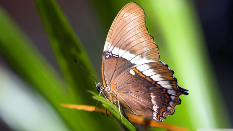 Brown and White Butterfly — Calm