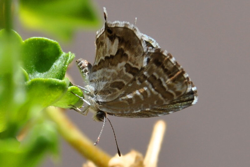 Brown and White Butterfly
