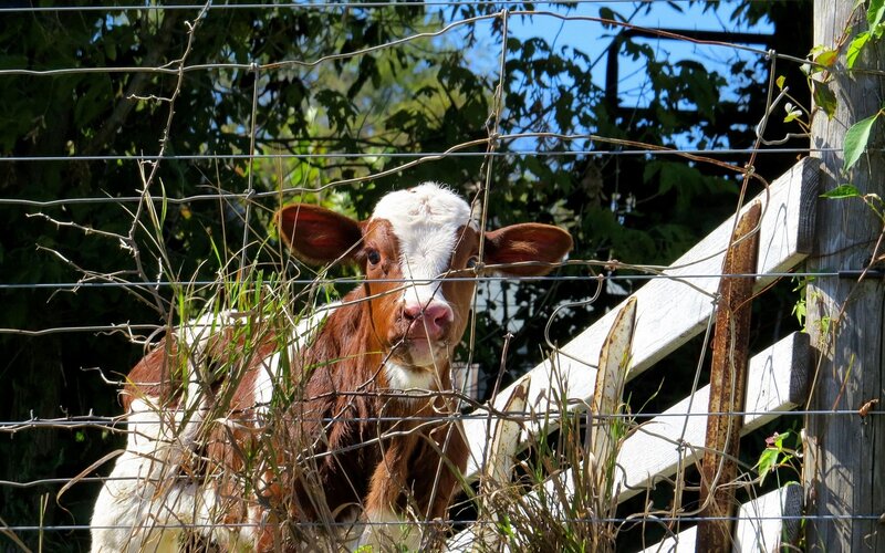 Brown and White Calf — Calm, Afternoon