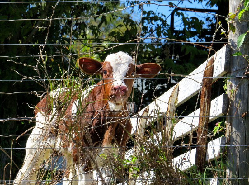 Brown and White Calf — Calm