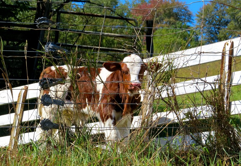 Brown and White Calf — Green, Calm