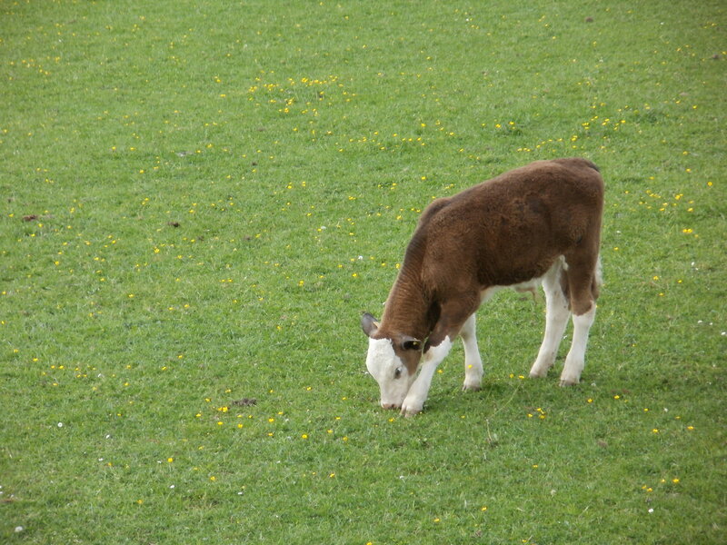 Brown and White Calf — Green