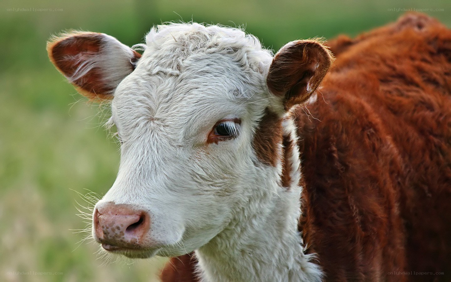 brown and white calf in field