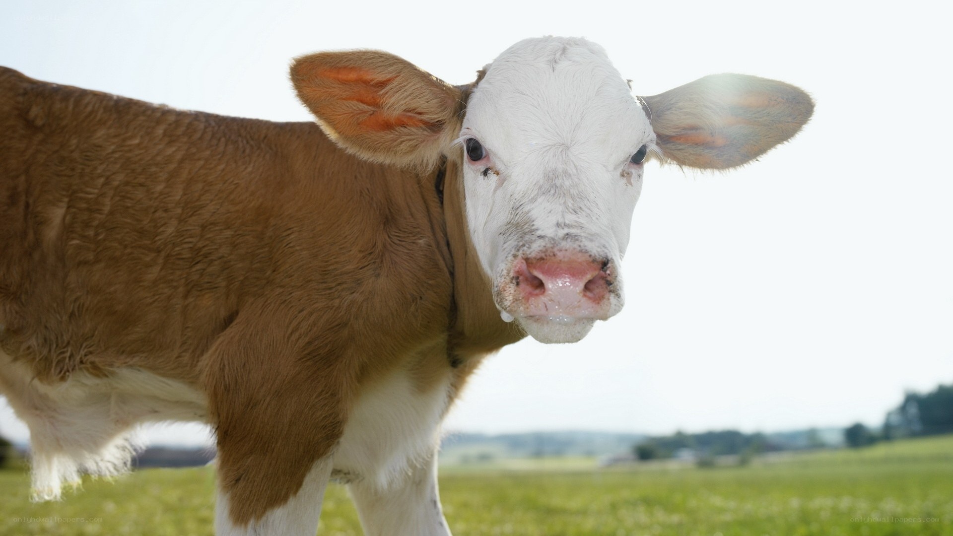 brown and white calf in field