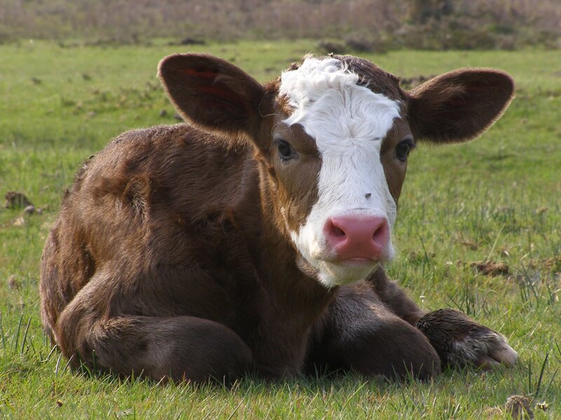 brown and white calf resting
