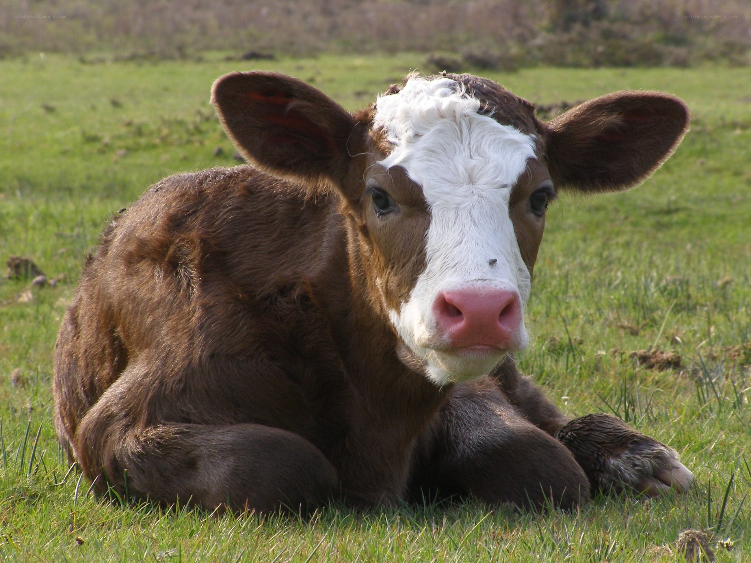 brown and white calf resting