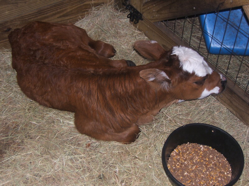 Brown and White Calf