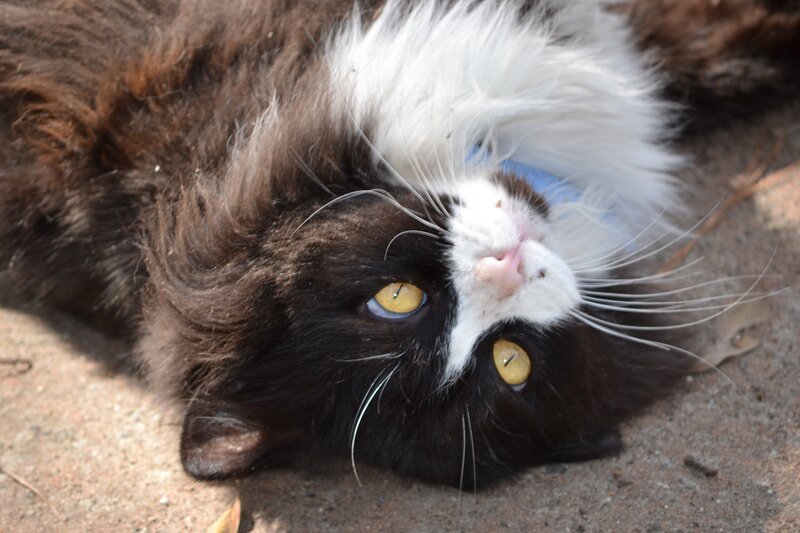Brown and White Cat — Black