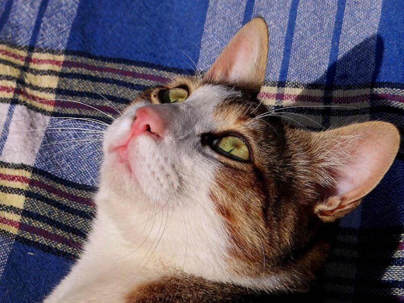 Brown and White Cat — Blue, Relaxed