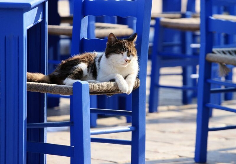 Brown and White Cat — Blue