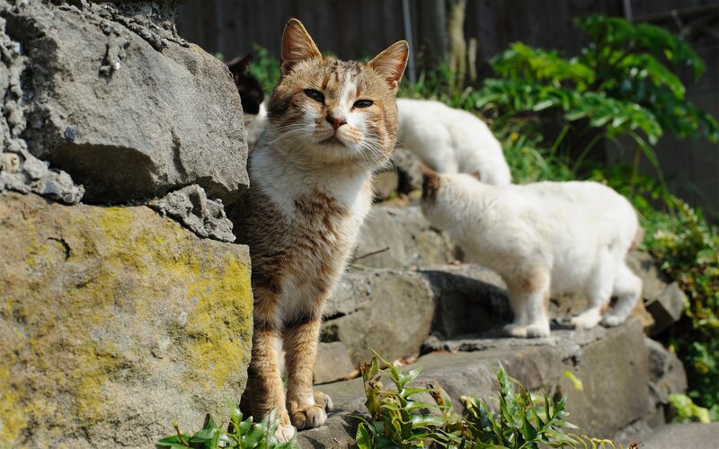Brown and White Cat — Calm, Afternoon, Photograph, Cats, Rocks, Plants