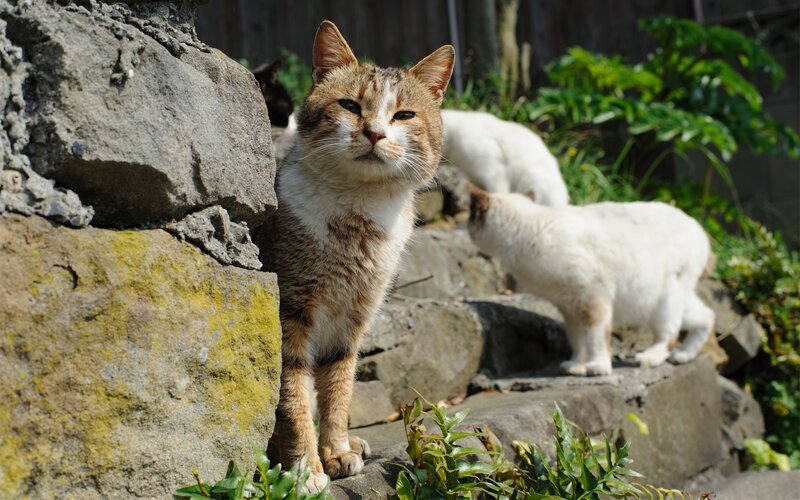 Brown and White Cat — Calm, Afternoon, Photograph, Cats, Rocks