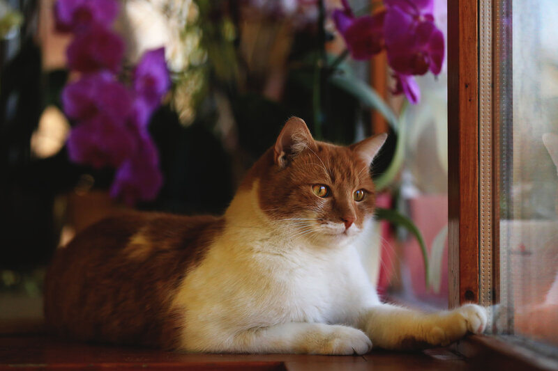 Brown and White Cat — Calm, Afternoon, Photograph