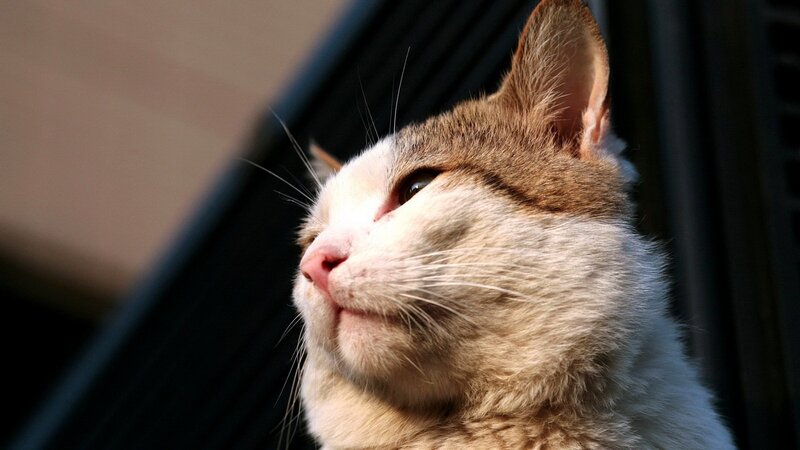Brown and White Cat — Calm, Afternoon, Photograph, Whiskers
