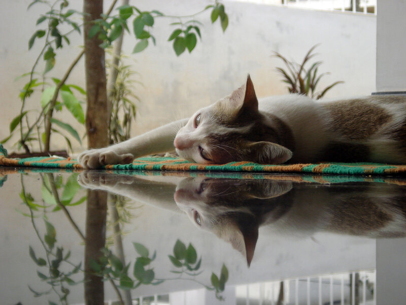 Brown and White Cat — Calm, Afternoon