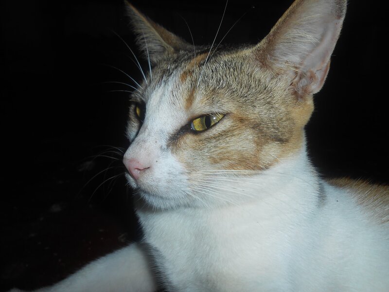 Brown and White Cat — Calm, Night