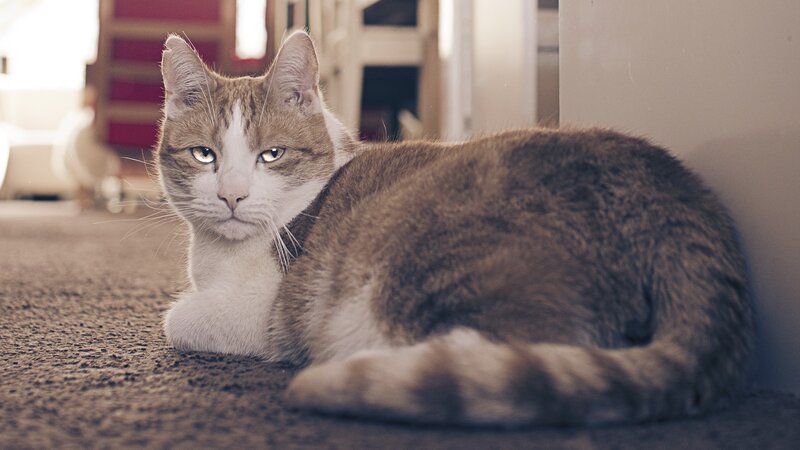Brown and White Cat — Calm, Photograph