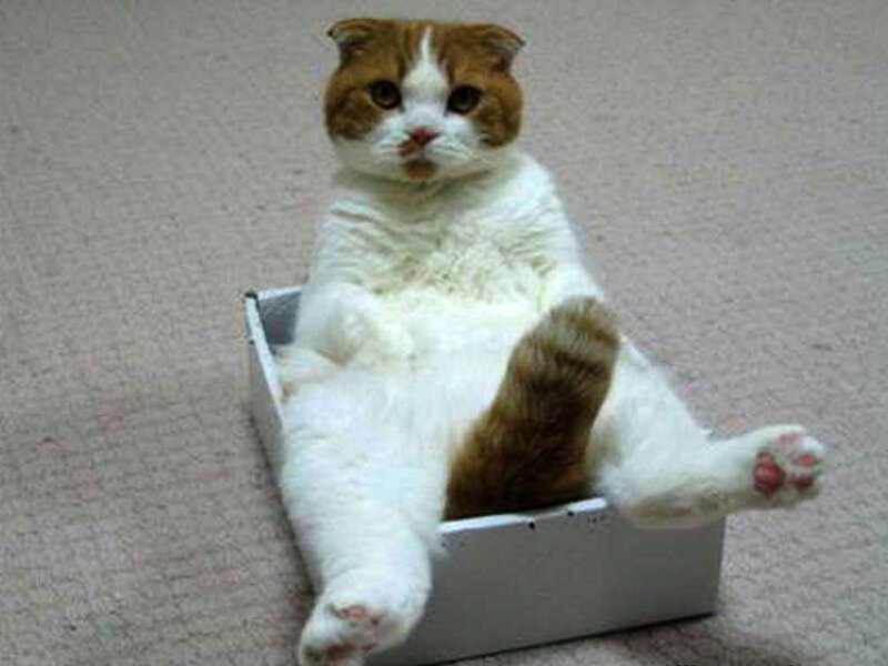 Brown and White Cat — Calm