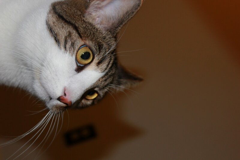 Brown and White Cat — Curious, Photograph