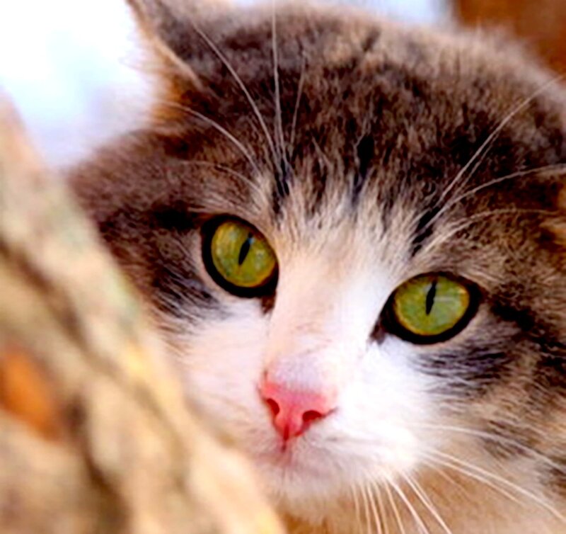 Brown and White Cat — Curious