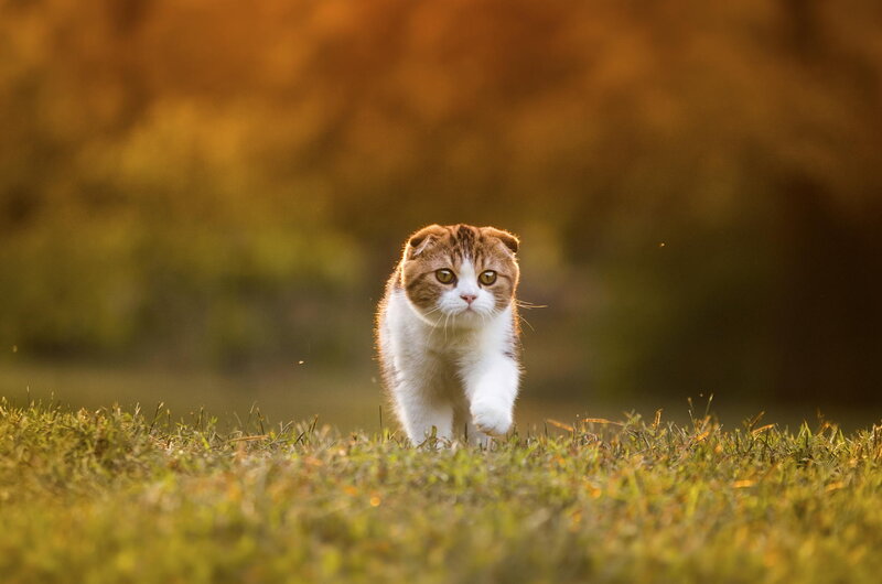 Brown and White Cat — Green, Calm