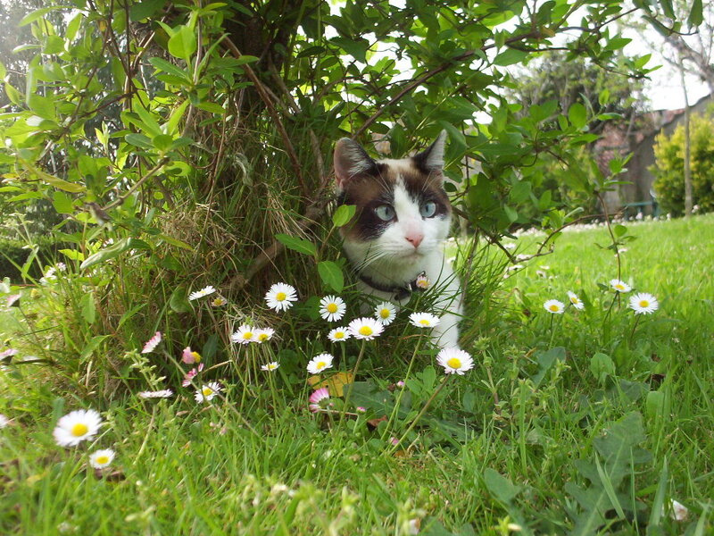 Brown and White Cat — Green