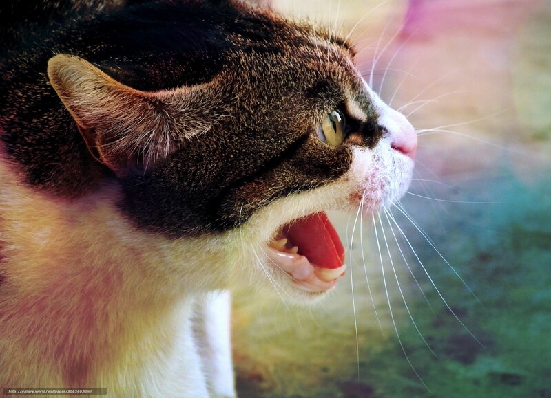 Brown and White Cat — Intense