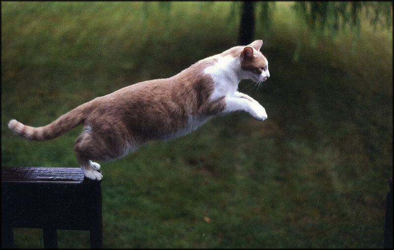 Brown and White Cat Jumping