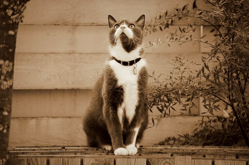 Brown and White Cat — Sepia
