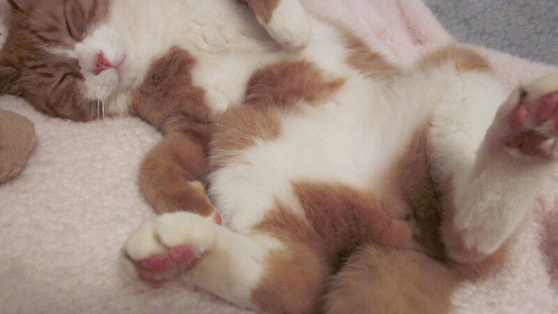 Brown and White Cat — Sleepy