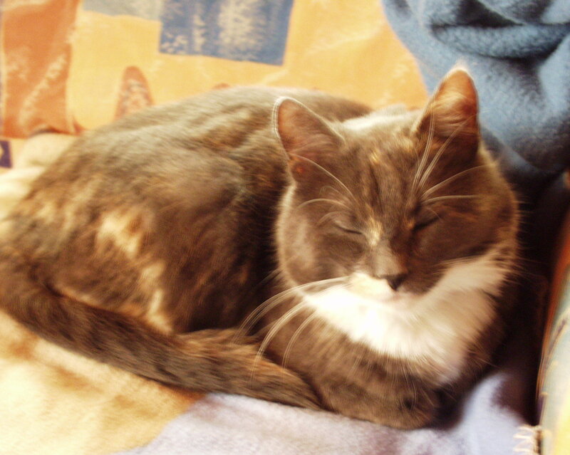 Brown and White Cat