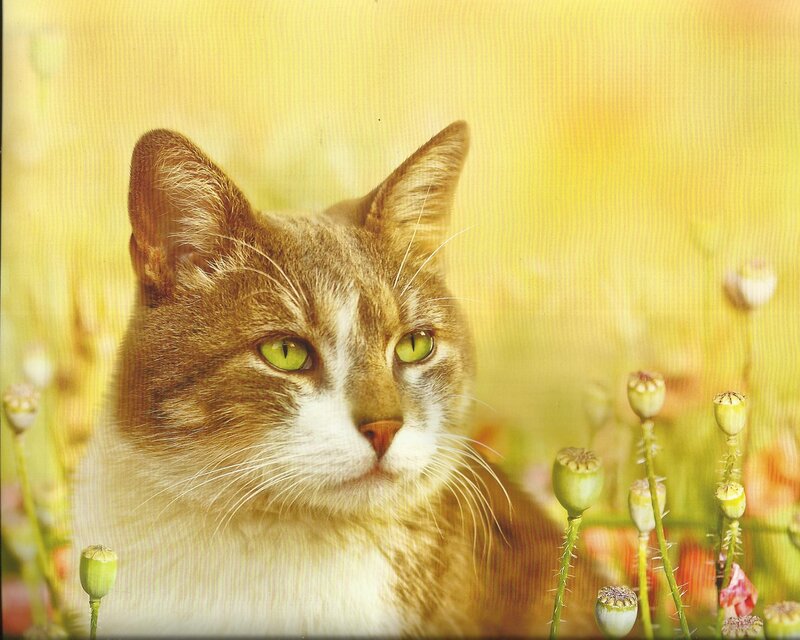 Brown and White Cat — Yellow